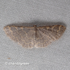 Idaea costiguttata