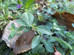 Cuphea carthagenensis