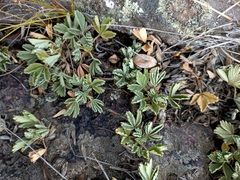 Potentilla acaulis