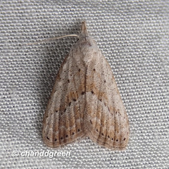 Meganola brunellus