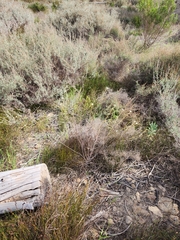 Lachnaea capitata