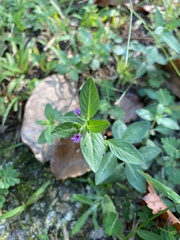 Cuphea carthagenensis