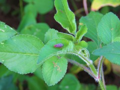 Graphocephala edwardsii