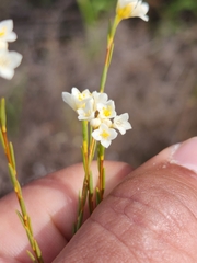 Lachnaea capitata
