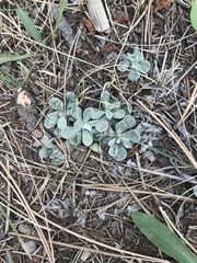 Antennaria parvifolia