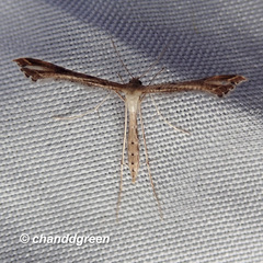 Stenoptilodes taprobanes