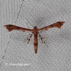 Nippoptilia cinctipedalis