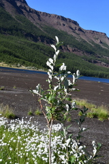 Salix alaxensis
