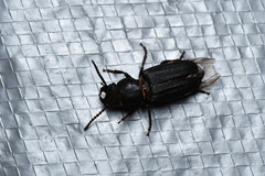 Spondylis buprestoides