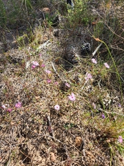 Lampranthus