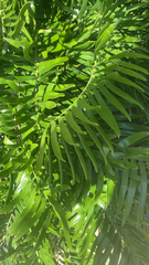 Zamia integrifolia