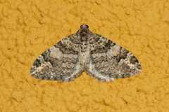 Larentiinae