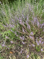 Mentha pulegium