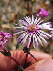 Lampranthus