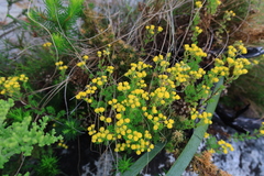 Oncosiphon sabulosus