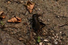 Teleogryllus emma