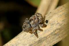 Salticinae