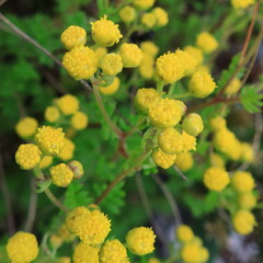 Oncosiphon sabulosus