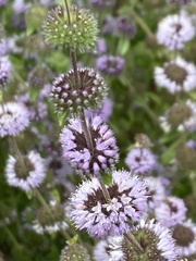 Mentha pulegium