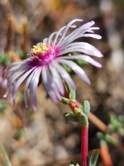 Lampranthus