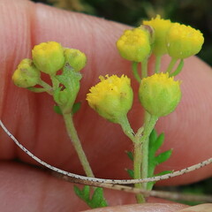 Oncosiphon sabulosus