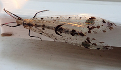 Dendroleon obsoletus