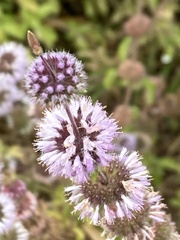Mentha pulegium