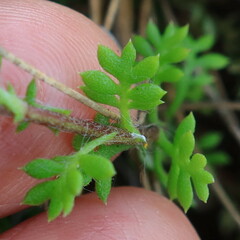 Oncosiphon sabulosus