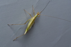 Oecanthus longicauda