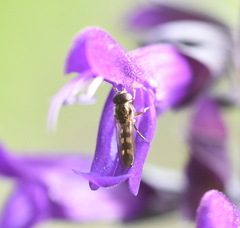 Platycheirus scutatus