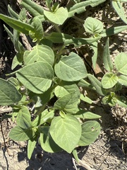 Physalis crassifolia