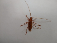 Eburodacrys cunusaia