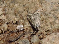 Loxostege cereralis
