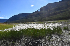 Eriophorum scheuchzeri