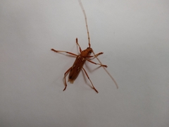 Eburodacrys cunusaia