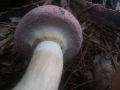 Boletellus ananas image