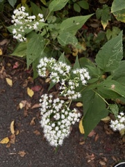 Ageratina