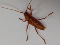 Eburodacrys cunusaia