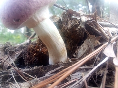 Boletellus ananas image