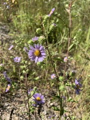 Symphyotrichum oblongifolium
