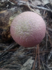 Boletellus ananas