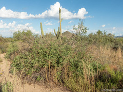 Ambrosia ambrosioides