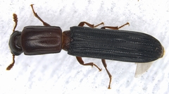 Colydium nigripenne