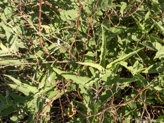 Ambrosia ambrosioides