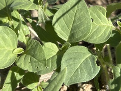 Physalis crassifolia