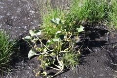 Caltha palustris