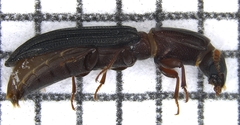 Colydium nigripenne