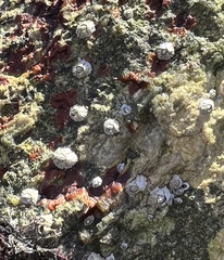 Semibalanus balanoides