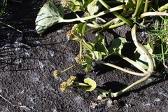 Caltha palustris