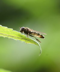 Platycheirus scutatus